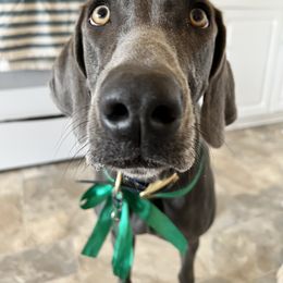Weimaraner Puppies from Three Oak’s Kennel