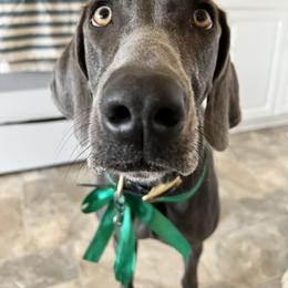 Weimaraner Puppies from Three Oak’s Kennel