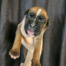 Gunner - Fawn male Boxer puppy in Piedmont, South Carolina from SmashBox Kennel