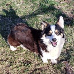 Frank - Pembroke Welsh Corgi