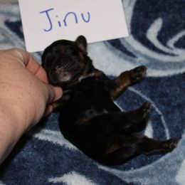 Jinu - Black white and tan male Cocker Spaniel puppy in Hickory, North Carolina from Home Grown Cocker Spaniels
