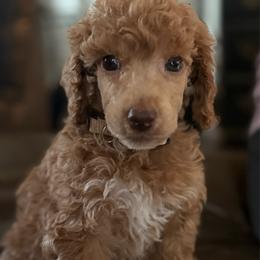 Stetson - Apricot male Poodle puppy in Dayton, Washington from Country Sundance Poodles