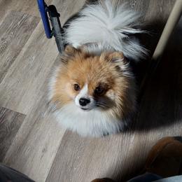 Pepto - Pomeranian