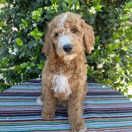 Goldendoodle Puppies from Cali Doodles