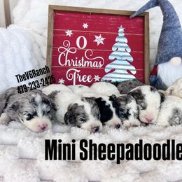 Girl 1 - Merle female Sheepadoodle puppy in Sulphur Bluff, Texas from V6 Ranch Dogs