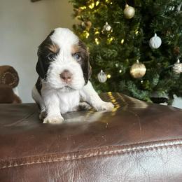 Buddy - Liver white and tan male English Springer Spaniel puppy in Wilmer, Alabama from Southbend Springers