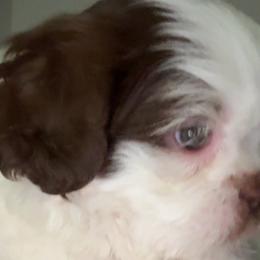Shih Tzus from Ju’Little Shih Tzu