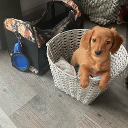 Sandy - Wheaten female Dachshund puppy in Arthur, Illinois from Chupp’s Puppies