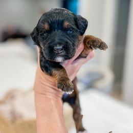 Linus - Tri-color male Bernedoodle puppy in Sulphur, Louisiana from Curly Q’s Of Carlyss