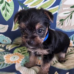 Reggie-Blue Collar - Black and tan male Yorkshire Terrier puppy in Lampasas, Texas from Lone Star Yorkies Texas