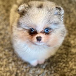 Gonzo - Blue merle male Pomeranian puppy in Kilgore, Texas from 5 Star Poms