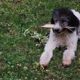 Poodle Puppies from Standard Poodles of Eason Farm