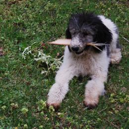 Poodle Puppies from Standard Poodles of Eason Farm