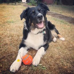 Australian Shepherd All Grown Up from K & R Australian Shepherds