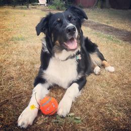Australian Shepherd All Grown Up from K & R Australian Shepherds