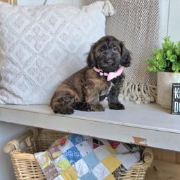 AKC Meet Layla :) - Brindle female Dachshund puppy in Centerville, Iowa from Barnyard Dachshunds, Dals & Doodles