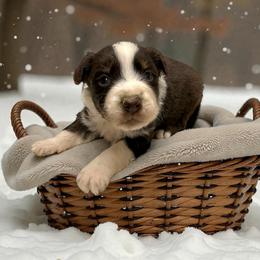 Retained - Red tri-color male Australian Shepherd puppy in Statesville, North Carolina from Charming Australian Shepherds