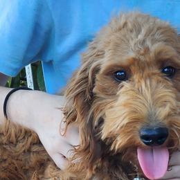 Goldendoodles and Poodles from Greg Ridgeway