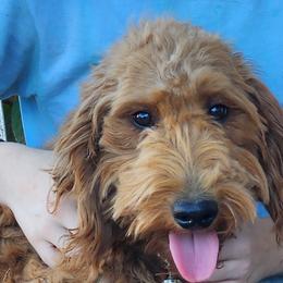 Goldendoodles and Poodles from Greg Ridgeway