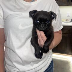 Brussels Griffon Puppies from Butler Brussels Griffon