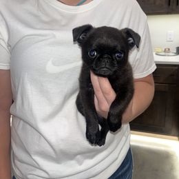 Brussels Griffon Puppies from Butler Brussels Griffon