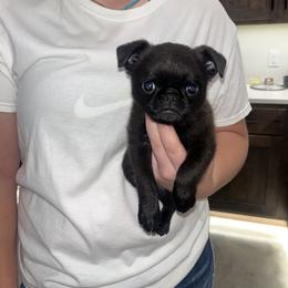 Brussels Griffon Puppies from Butler Brussels Griffon