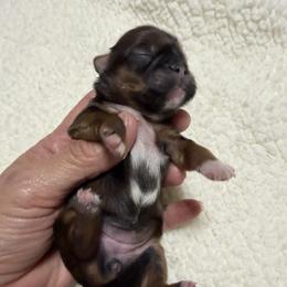 Girl 3 - Red and tan female Shih Tzu puppy in Ocala, Florida from Mimi's Shih-tzus of Ocala