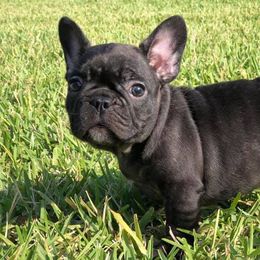 French Bulldogs from DLT south Frenchies