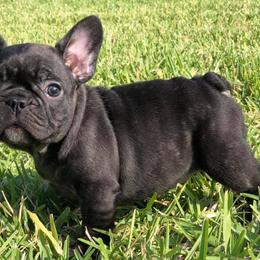French Bulldogs from DLT south Frenchies