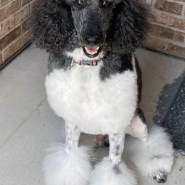 Poodles from Frosty’s Poodles