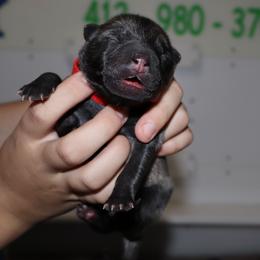 Red Collar - Black male Eurasier puppy in Lakewood, Ohio from Exquisite Eurasier