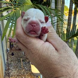 Celeste - Cream female French Bulldog puppy in Largo, Florida from Big Daddy Frenchies