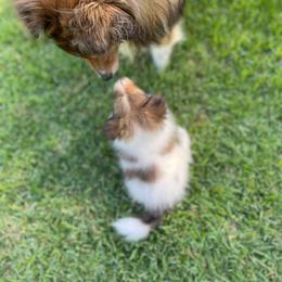 Shetland Sheepdog Puppies from Agee's World of Shelties