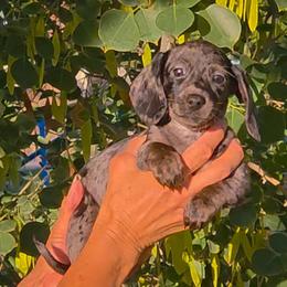 Sprinkle - Dapple female Dachshund puppy in Phoenix, Arizona from AZ's Prestigious Miniature Dachshunds