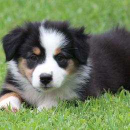Jenna - Black tri-color female Australian Shepherd puppy in Cookeville, Tennessee from Spring Creek Aussies