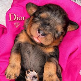 Dior - Merle female Cavapoo puppy in Cameron, South Carolina from Sassy Sailor & Company
