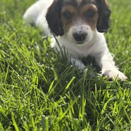 Owl - Piebald male Dachshund puppy in Vancouver, Washington from Cascade Minis