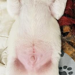Labrador Retriever and Pembroke Welsh Corgi Puppies from Burress Family Farm and Kennels