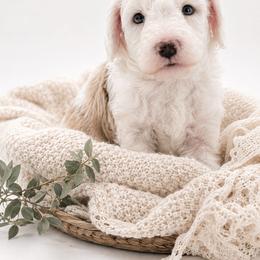Sawyer - Apricot male Aussiedoodle puppy in Byron, Georgia from Southern Olive Doodles 🫒