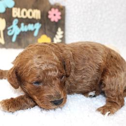 Jasper - Apricot male Poodle puppy in Stokesdale, North Carolina from His and Hers Poodles and Doodles