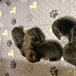 Boy 2 - Black and red male German Shepherd puppy in Carbondale, Kansas from Cunningham German Shepherds, LLC