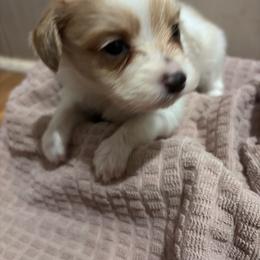Chrissy - White and lemon female Papillon puppy in Spartanburg, South Carolina from Sassy Pap Farms
