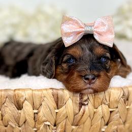 Wren - Chocolate female Cavapoo puppy in Kankakee, Illinois from Apricot Roots Doodles