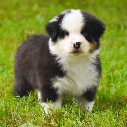Luca - Black tri-color male Australian Shepherd puppy in Easton, Missouri from MMA Kennel
