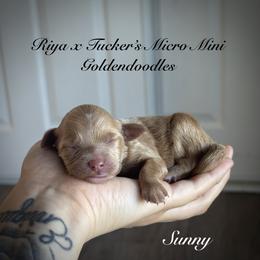 Sunny - Apricot female Goldendoodle puppy in Waterford, California from Alvdoodles