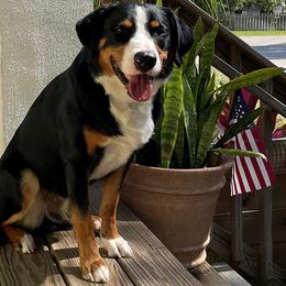 Appenzeller Sennenhunds from HussarRidge