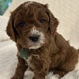 GREEN COLLAR - Red male Cockapoo puppy in Ankeny, Iowa from Maple’s Cockapoo's and Libby's Schnauzer Puppies