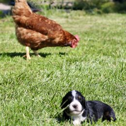 Bernedoodle puppies from Cooper Creek Puppies