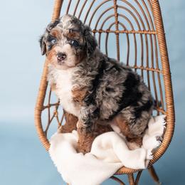 Ethel - Merle female Bernedoodle puppy in Lititz, Pennsylvania from Sleepy Hollow Acres