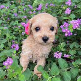 Pink Collar - female Cavapoochon puppy in Waterford, California from Windy Hill Doodles